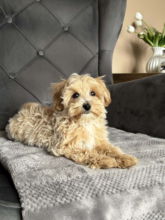 Suczka Maltipoo Apricot