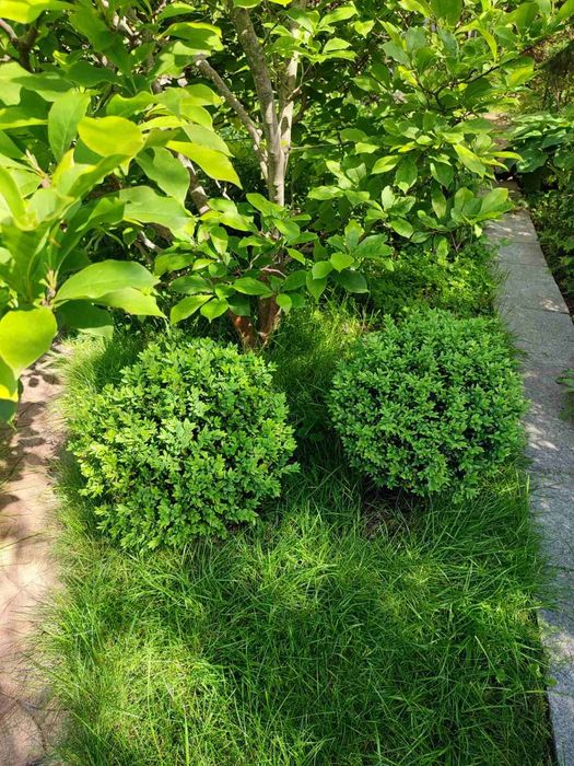 Самшит куля, ¤ 45, висота 55см