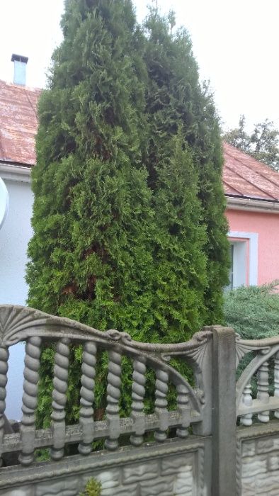 Продам Туї 4 шт. Самовивіз