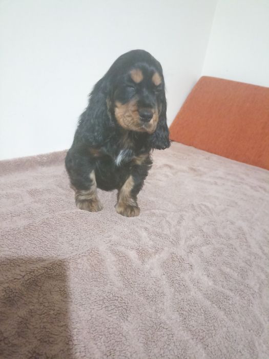 Suczka czarna podpalana Cocer spaniel angelski