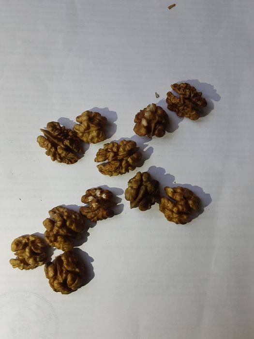 Продам горіхи 2025 року