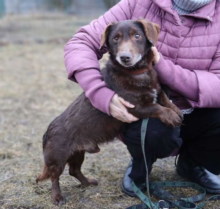 kochany Pimpuś czeka na dom
