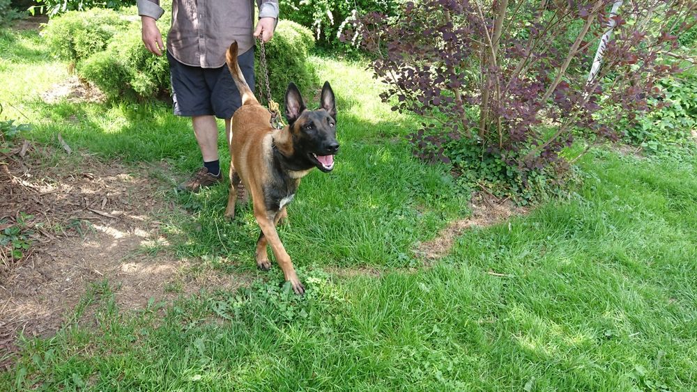 Owczarek Belgijski agresja atak obronaa