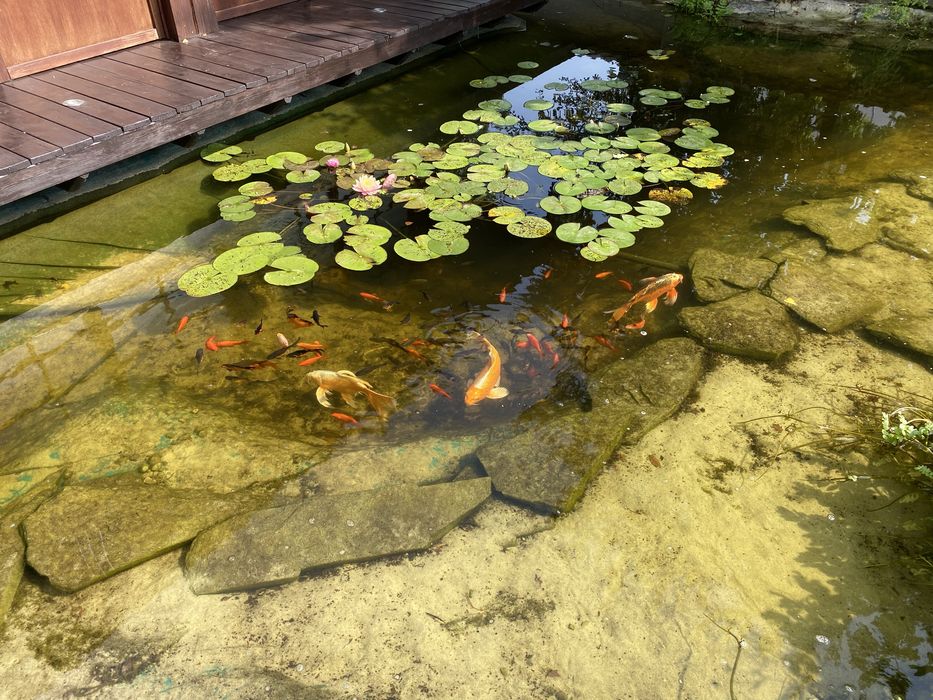 Glony w oczku wodnym, preparat do walki z glonami Algo Split 5 kg