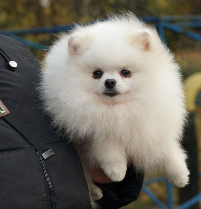 Померанський шпіц. Біле забарвлення, документи КСУ.