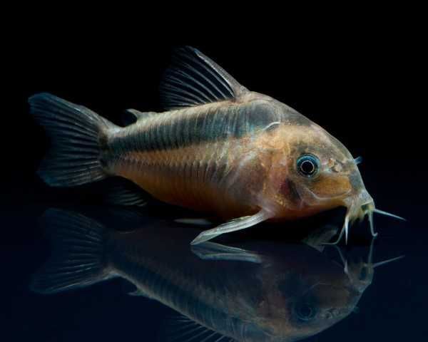 Kirysek rdzawy - Kirys czerwony - Corydoras rabauti - dowóz, wysyłka