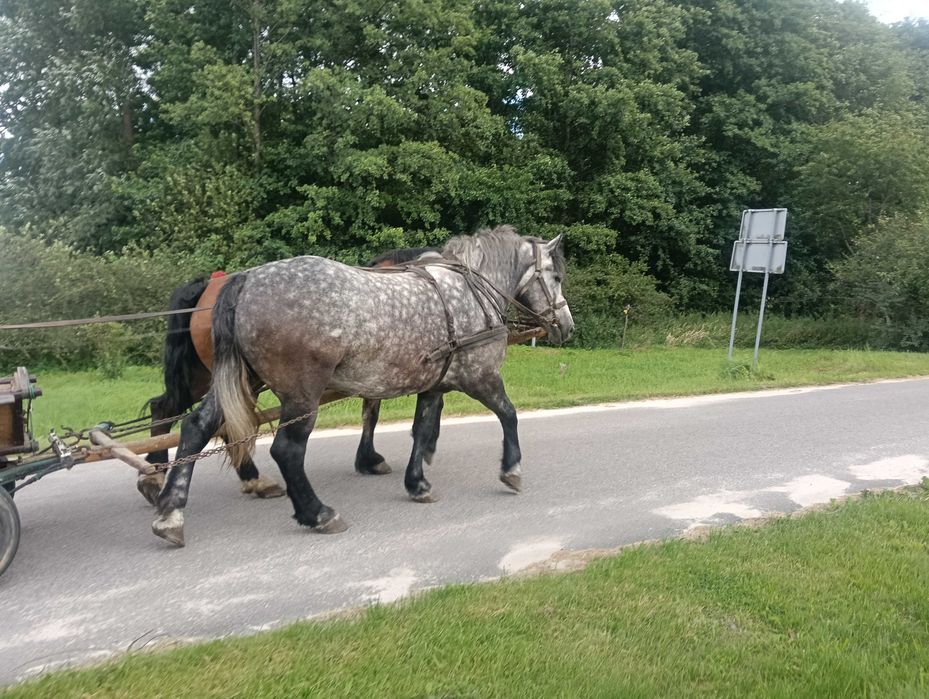 Konie zimnokrwiste