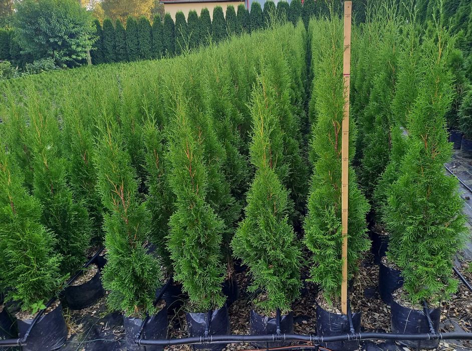 Thuja Tuja Szmaragd 90-140 cm donica 5 l SUPER JAKOŚĆ