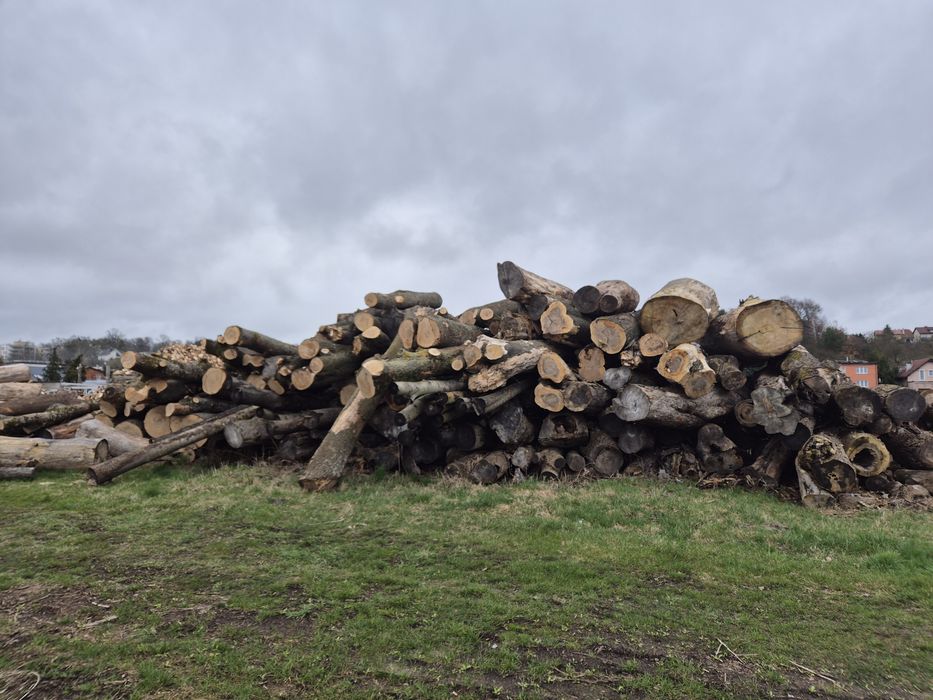 Jesion tartaczny, drewno,dłuzyca