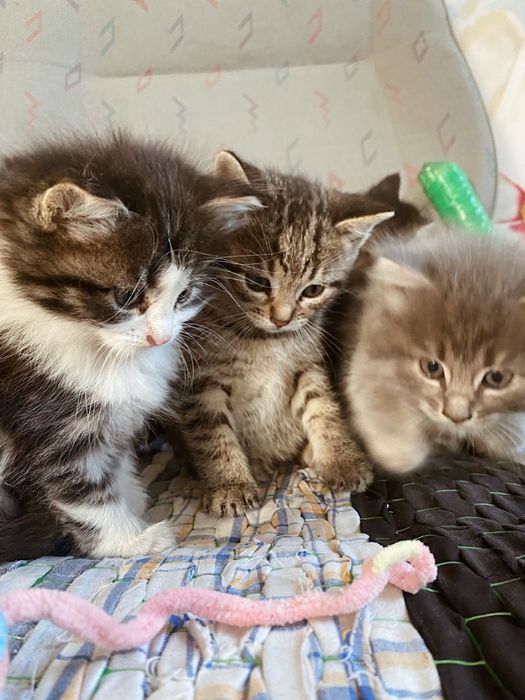 Котики в добрі руки
