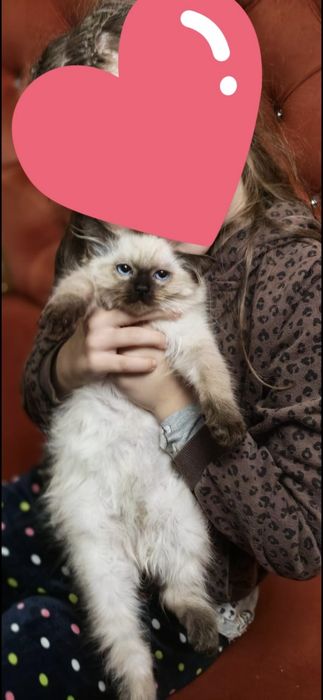 Kotka, Kociak Ragdoll