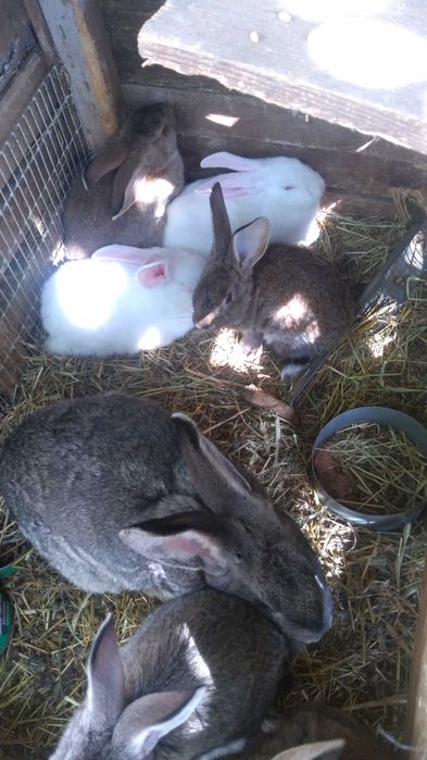 Крольчата смешанных пород