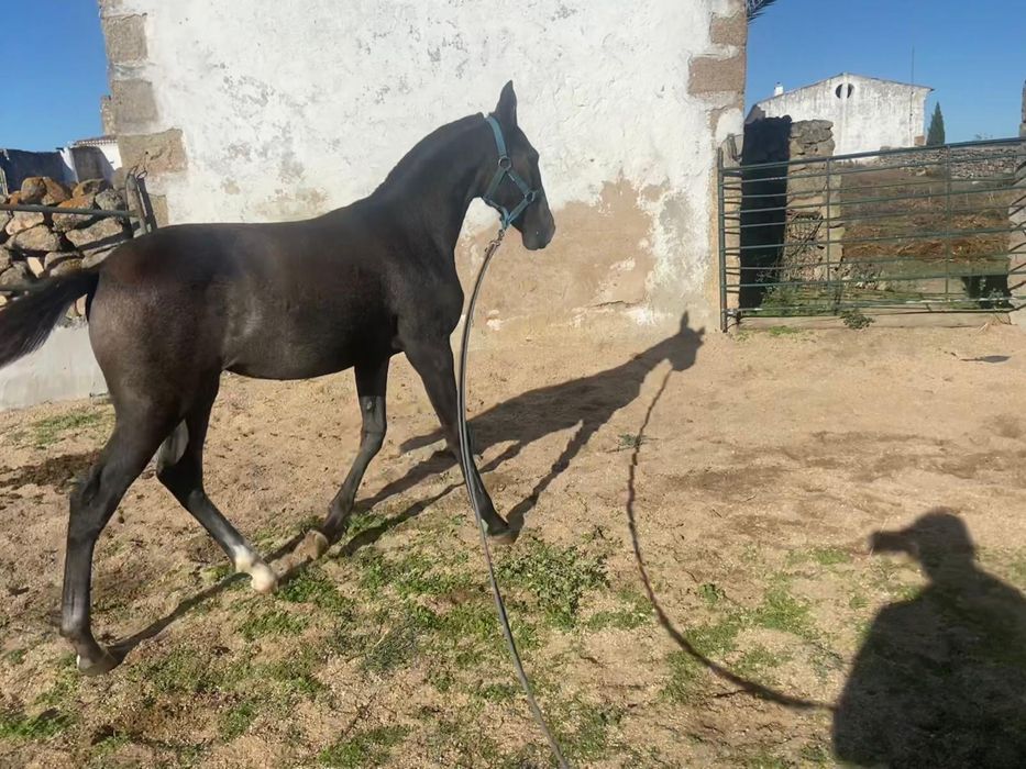 Animais lusitanos puros