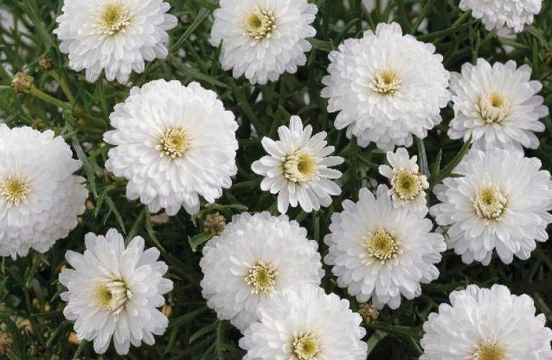 Кімнатна ромашка аргірантемум. срібноцвіт.