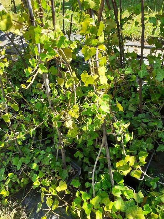 Bluszcz Hedera Helix, zimozielony, różne wielkości, wysyłam.