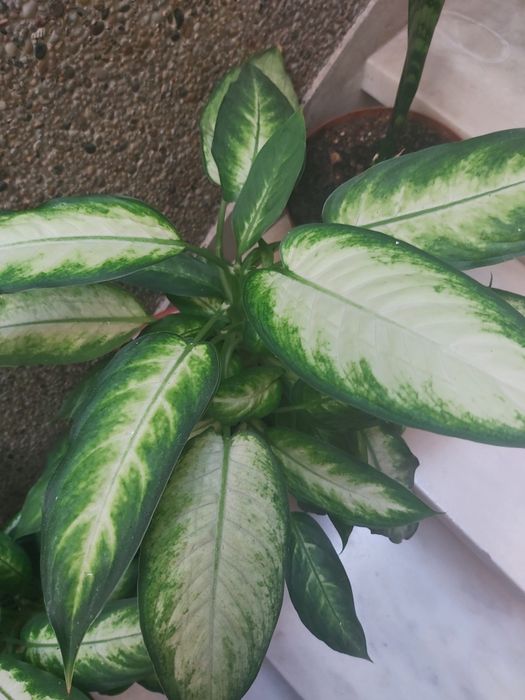 Plantas de interior LINDAS