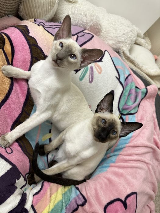 Ориентал чоко поинт ГОТОВ к ПЕРЕЕЗДУ