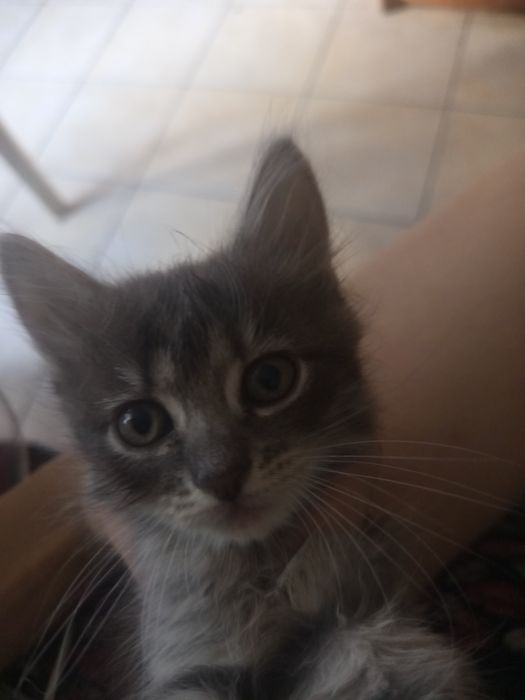 Отдам котят в хорошие руки