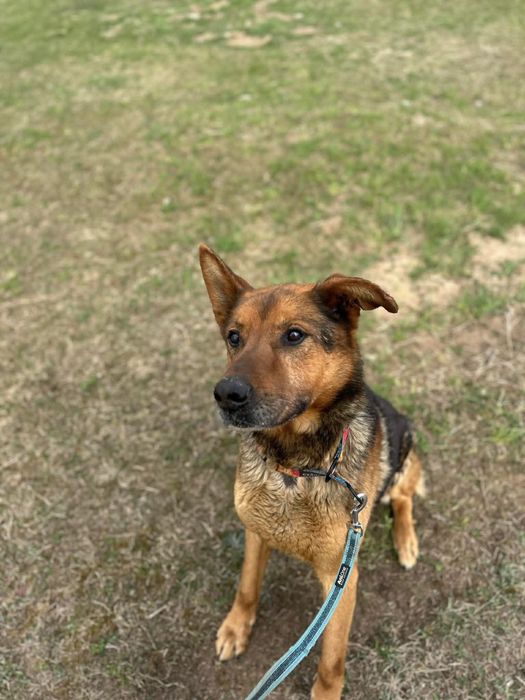 pies do adopcji za darmo