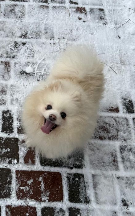 Дівчата померанського шпіца