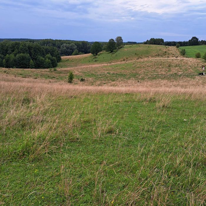 Ziemia rolna 31 ha, gmina Reszel, Warmia i Mazury