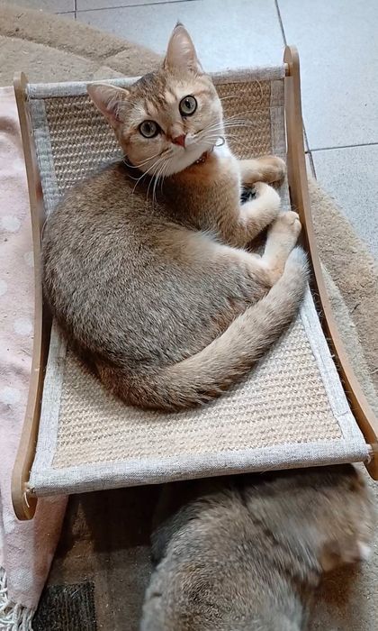 Для Вас шотландський четверолапий товариш за донати для ЗСУ