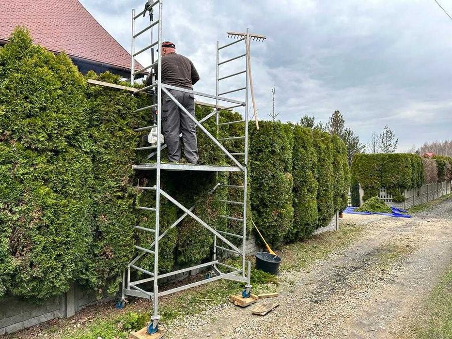 Przycinanie Thui i żywopłotów, wycinka drzew, nasadzanie żywopłotów