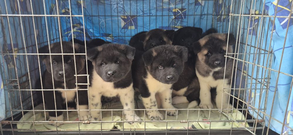 Щенята Акітосики