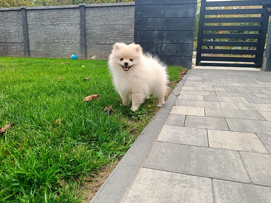 Pomeranian – piękna kremowa suczka