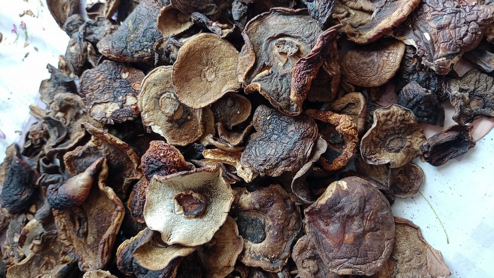 Grzyby suszone- podgrzybki