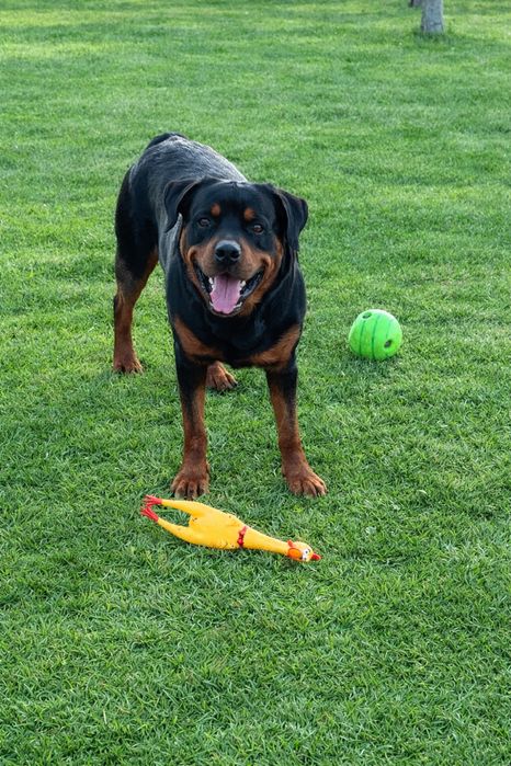 Ротвейлер вʼязка