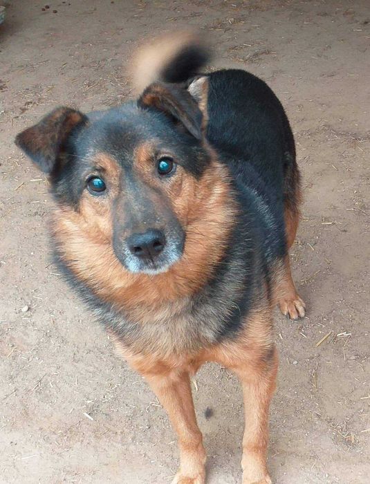 Ziomek tęskni za domem