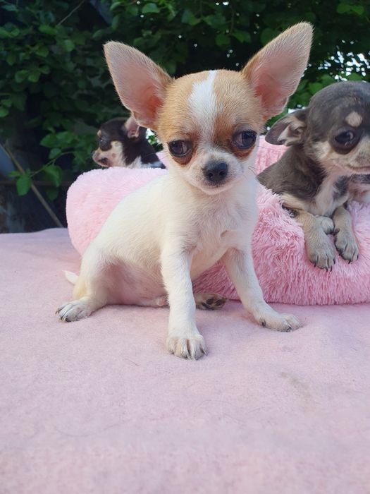 Мальчик чихуахуа гладкошерстный