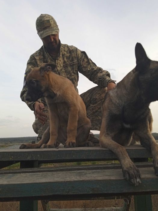 Цуценята Малінуа