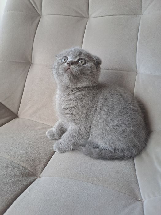 Шотландський котик