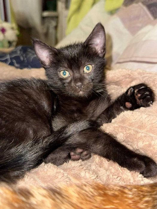 Отдам котят в хорошие руки