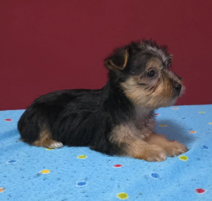 Yorkshier terrier miniatura