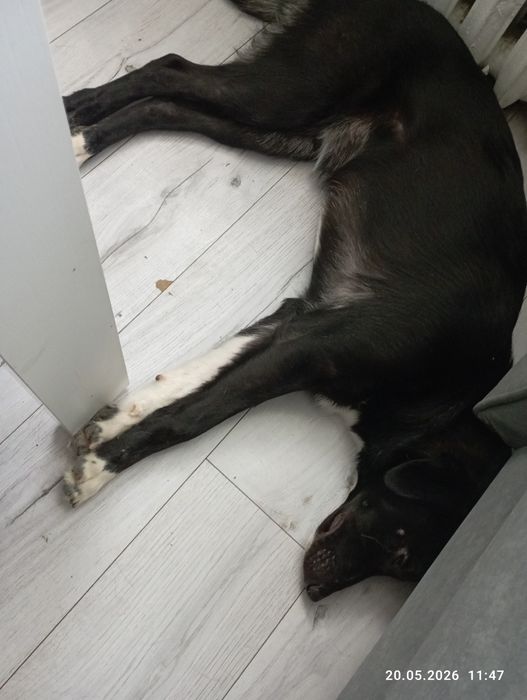 Pilnie oddam psa w dobre ręce