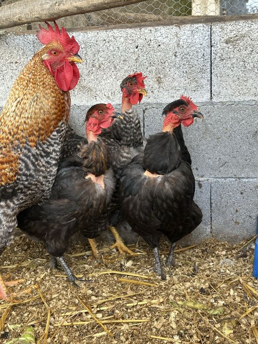 Vendo pintos de marrom