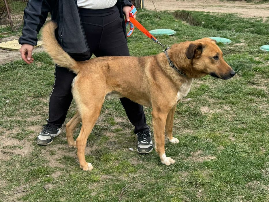 Wspaniały chłopak do adopcji