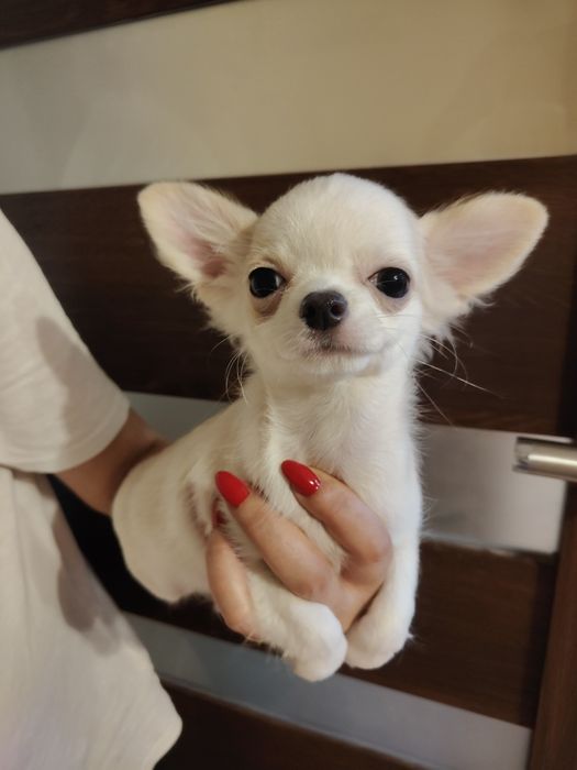 Malutki  chłopczyk chihuahua