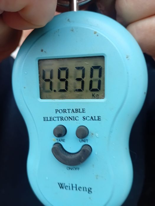 Кролі сірий великан