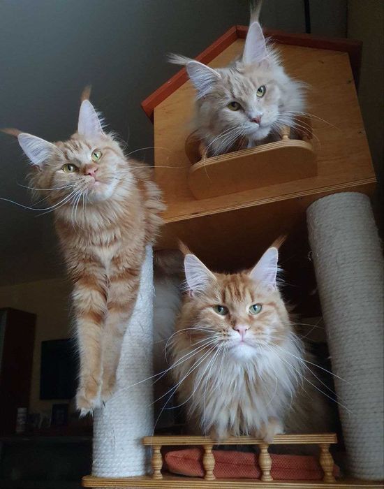 Красуня Фрея шукає котобатьків !