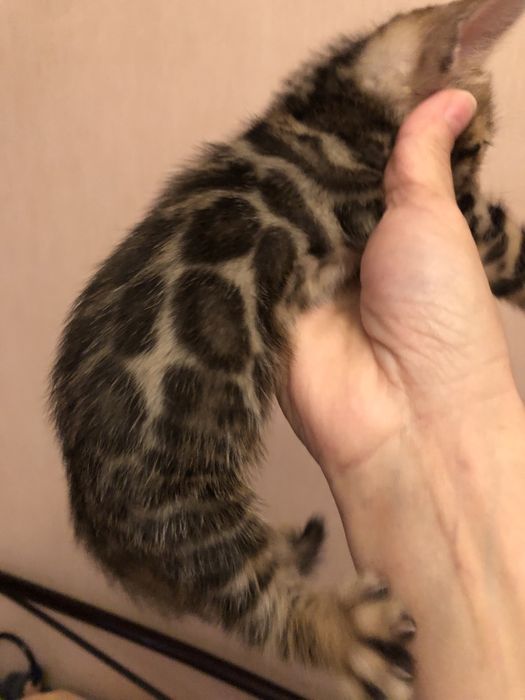 Бенгальські кошенята від батьків з родословнлю WCF