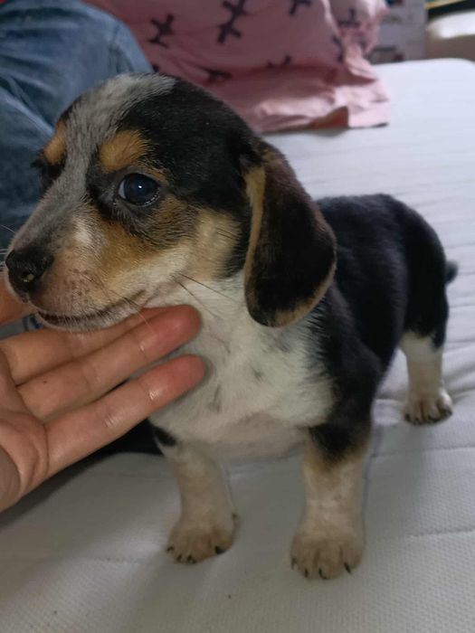 KRÓWKA mix beagle pinczer do adopcji