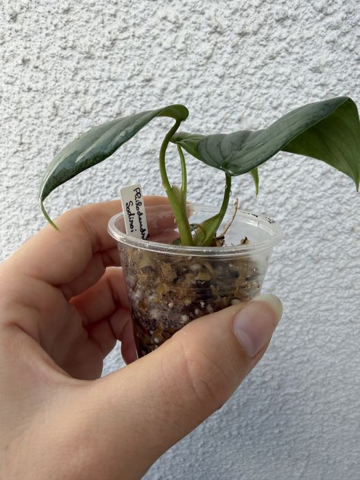 Philodendron Sodiroi