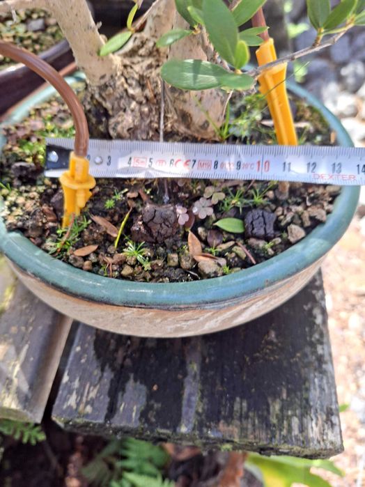Bonsai Oliveira (Olea Europaea var.Sylvestris)