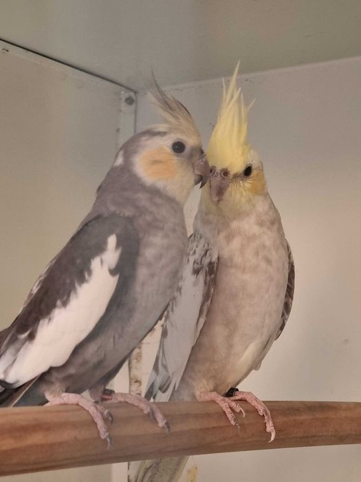 Femea caturra face palida