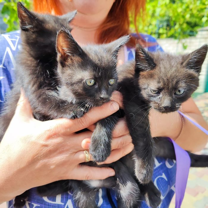 Віддам у добрі руки.Кам'янське