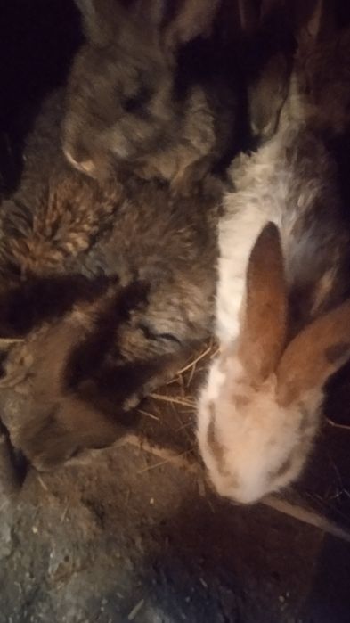 Продам кроликов .молодняк.